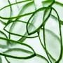 AROMATICA - Organic Aloe Vera Gel