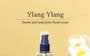 BOUQUET GARNI - Hair Serum - 5 Types