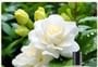 COLORROSE - Tiger Collection Parfum - CR571 Urban Elite