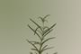 AROMATICA - Rosemary Scalp Scaling Shampoo Mini