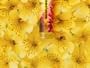 Miss Kay - Wildflower Eau De Parfum