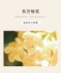 FPF - Oriental Osmanthus Eau De Parfum 2pcs Bundle Set